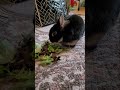 Why is my bunny eating poop? How much hay do I give my bunny?