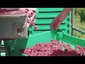 Red Raspberry Harvesting and Processing - Red Raspberry Cultivation Technology - Raspberry Factory