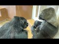 Nene comforts Ai, who is depressed because Shabani is angry with her⭐️Gorilla parent and child