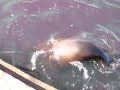 Sea Lion