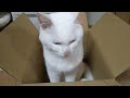 【猫ホイホイ】吸い込まれる猫 Cat that loves boxes #猫ホイホイ #箱と猫 #しろたん