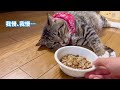 ボス猫を緊急保護してから家族になるまでの記録【総まとめ】｜ニャン生大逆転！