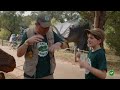 Hagamos un volcan con dinosaurios de jugetes🌋 | Videos de dinosaurios y juguetes para niños