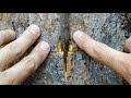 Grafting on the trunk of an old tree in summer