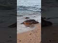 Honu Sightings