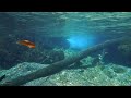 Amazing underwater footage in 4K | A must-see underwater scenery of the Enbara River