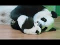 妹猪，我相信你的妈妈还是爱你的。😂🥰【Panda：♀萌萌Meng Meng】广州长隆野生动物世界#大熊猫 #panda