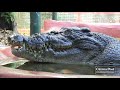 Les 10 Plus Gros Crocodiles du Monde!