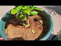 Growing Lemon Trees from Seeds, Days 818-985