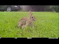 Crows Attack Rabbit Nest