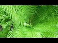 Ferns in the rain #nature #rain #ferns