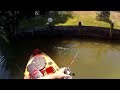 Catching BIG Bass On Topwater!