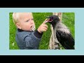 Get to know the crocodile and the crow. 2 fun episodes about animals.