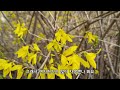 Forsythia Flower Garden Eungbongsan Mountain [Small Trip from Seoul]