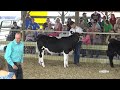 4-H/FFA Beef Show - Greenup County Fair