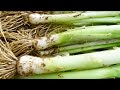 Easy and High Yield, Tips for Growing Leeks at Home for Beginners