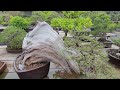 Bill watering my favorite California juniper at the Huntington Gardens bonsai nursery 5.18.24.