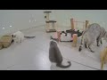 😘 A fun day with adorable cat actions 🐱🙀 Funniest Catss 😹