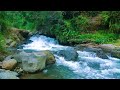 Beautifull Forest River Relaxing water sound, Nature sounds white noise, river sound for sleeping