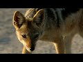 Jackals and Hyenas, Africa's Predators - African Wildlife 4K Ultra HD - 2 HOUR