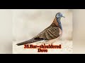 Top 50 World Famous Types of Doves 🕊