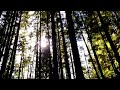 Quiet forest in BC 🇨🇦