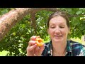 Harvest Perfectly Ripe Apricots - How to Know They're Ready to Pick