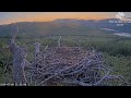 Dorcha the Loch Arkaig Osprey pays a sunset visit looking very wet: caught a fish? 8 Jul 2024 (zoom)