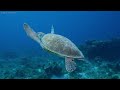 Ocean 4K  🐠 24 HOUR Of Amazing Ocean Moments - Peaceful Relaxation Music - 4K Video Ultra HD