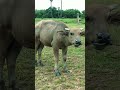 The baby water buffalo#Video animals
