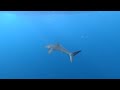 A Silky Shark Came to Say Hello