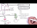 Anaemia (anemia) - classification (microcytic, normocytic and macrocytic) and pathophysiology