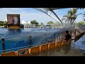 Loro Parque Orca show (2022)