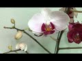 Just One Thin Slice! Orchids Grow Like Crazy Without Other Fertilizers!