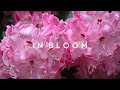 IN BLOOM