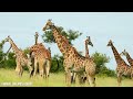 African Savanna 8K ULTRA HD | Animals of Africa Wildlife | The Great African Migration