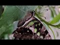 Caterpillar to Butterfly Evolution in Our Garden