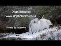 Photographing Mountain Hares, Aviemore Scotland