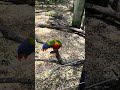 Jacksonville Zoo and Gardens: Feeding A Rainbow Lorikeets