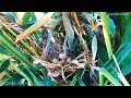 Mother hens take care of their chicks | sound 4K scenic scene film , tropical Birds #birds #nature