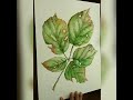 REALISM STYLE | ROSE'S LEAF WATERCOLOR PAINTING