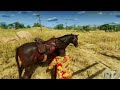 John finds a Ranch full of Vibrant and Beautiful Horses