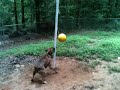 Athena tether ball fun