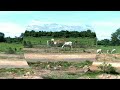 The Domestic cattle#animal cambodia#Video animals