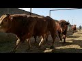 #stieren #farm #belgiumfarm                            stieren wegen                   bulls weigh