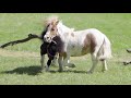 The Smallest horse I'd ever seen meets Iris