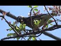 White-cheeked Starling ( Spodiopsar cineraceus ) Life from winter to spring 2024