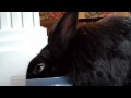 Very cute pet bunny rabbit eating