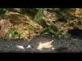 Cardinal Tetras and Endlers have joined the community