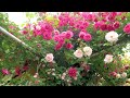 【Private Residence】Two Types of Private Gardens 2023 by Master Gardener.　2023年の川田優和庭と権田眞理子庭 #rose